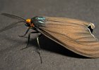 Moths
