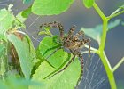 Spiders