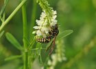 Wasps