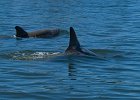 Cetaceans