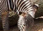 Equines