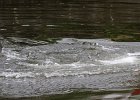 Manatees