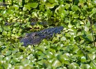 Alligator