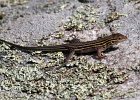 Lizards