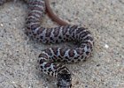 Snakes