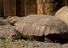 Turtles